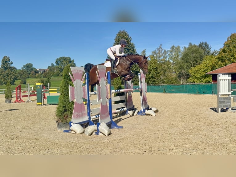 Caballo de deporte alemán Caballo castrado 5 años 166 cm Castaño oscuro in Altusried