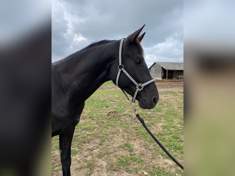 Caballo de deporte alemán Caballo castrado 5 años 166 cm Negro in Schopfloch