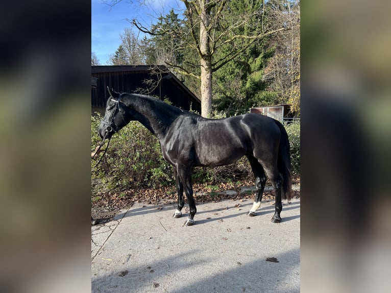 Caballo de deporte alemán Caballo castrado 5 años 166 cm Negro in Mainhardt