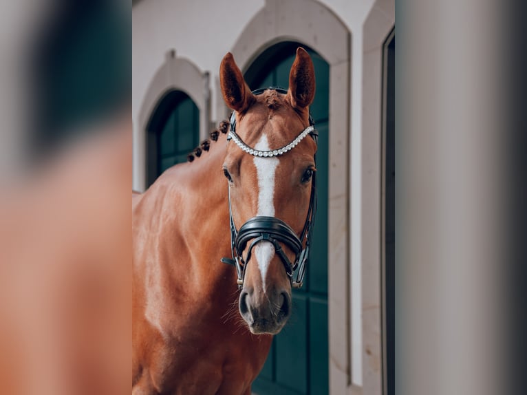 Caballo de deporte alemán Caballo castrado 5 años 167 cm Alazán in Nürtingen