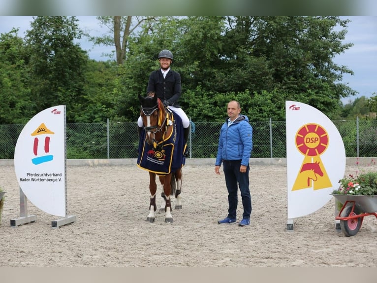 Caballo de deporte alemán Caballo castrado 5 años 167 cm Alazán in Nürtingen