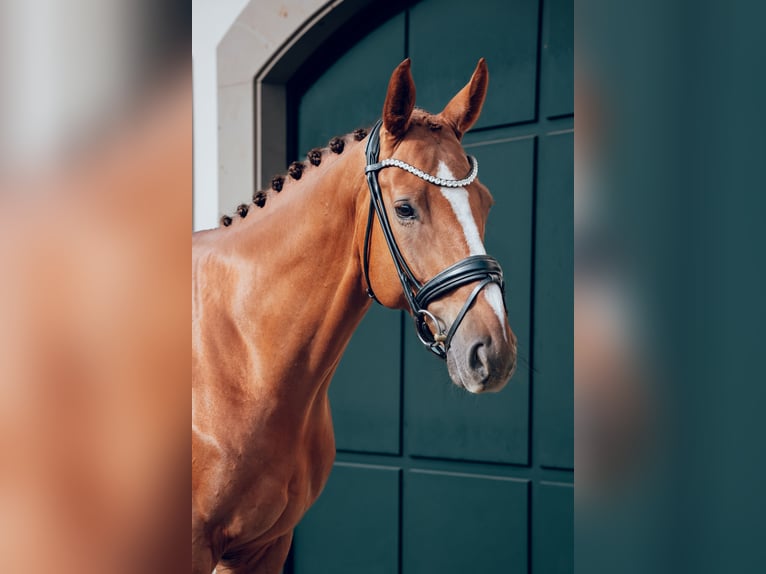 Caballo de deporte alemán Caballo castrado 5 años 167 cm Alazán in Nürtingen