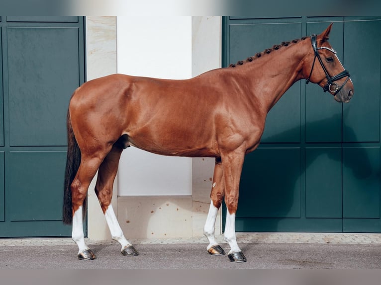 Caballo de deporte alemán Caballo castrado 5 años 167 cm Alazán in Nürtingen