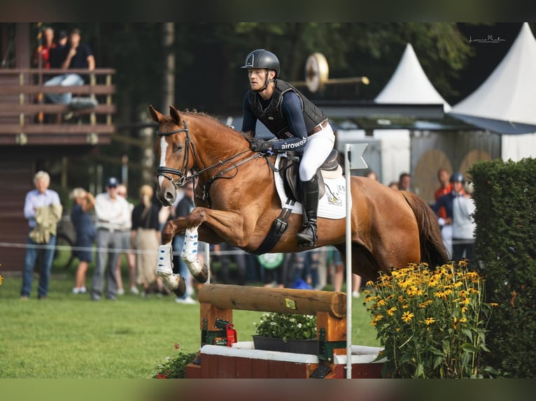 Caballo de deporte alemán Caballo castrado 5 años 167 cm Alazán in Nürtingen