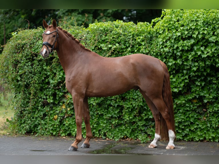 Caballo de deporte alemán Caballo castrado 5 años 167 cm Alazán in Delbr&#xFC;ck