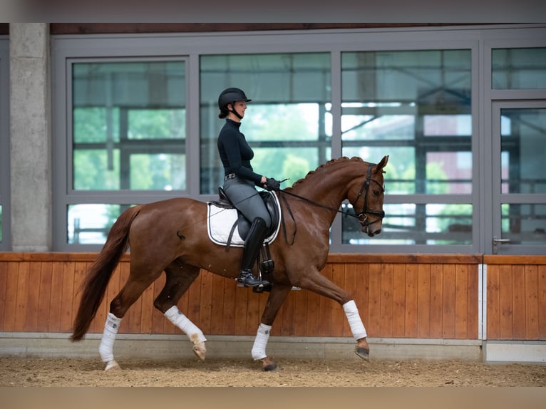 Caballo de deporte alemán Caballo castrado 5 años 167 cm Alazán in Delbr&#xFC;ck