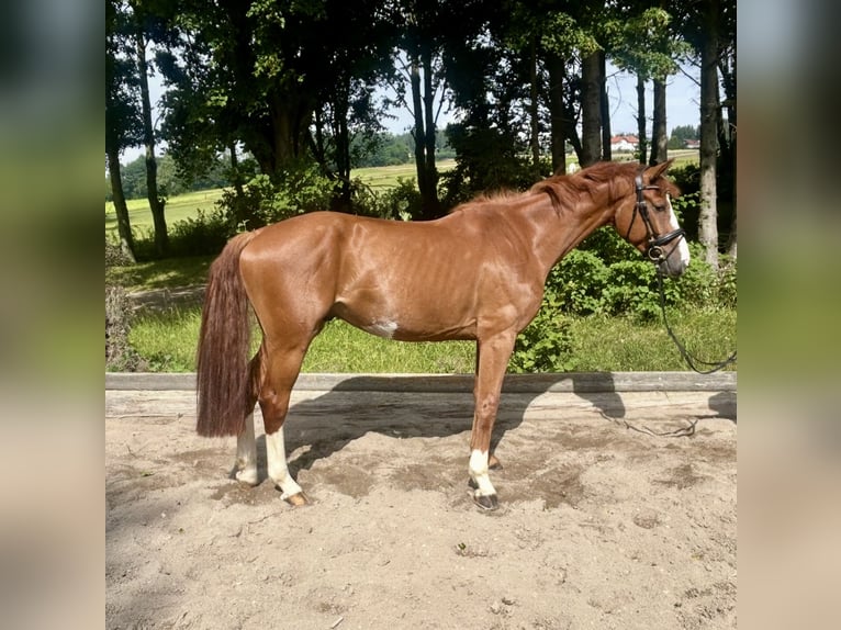 Caballo de deporte alemán Caballo castrado 5 años 167 cm Alazán in Pelmberg