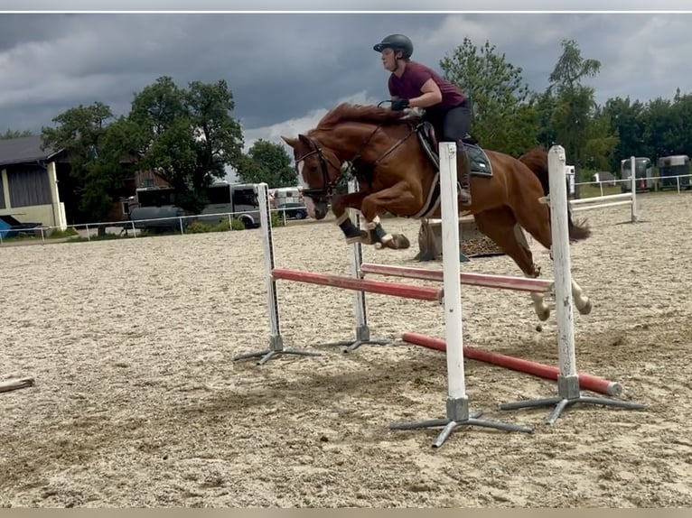 Caballo de deporte alemán Caballo castrado 5 años 167 cm Alazán in Pelmberg