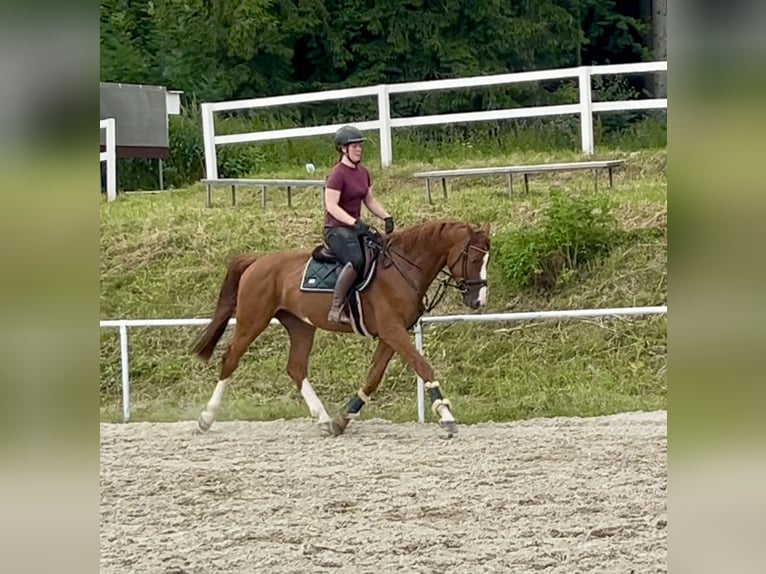 Caballo de deporte alemán Caballo castrado 5 años 167 cm Alazán in Pelmberg