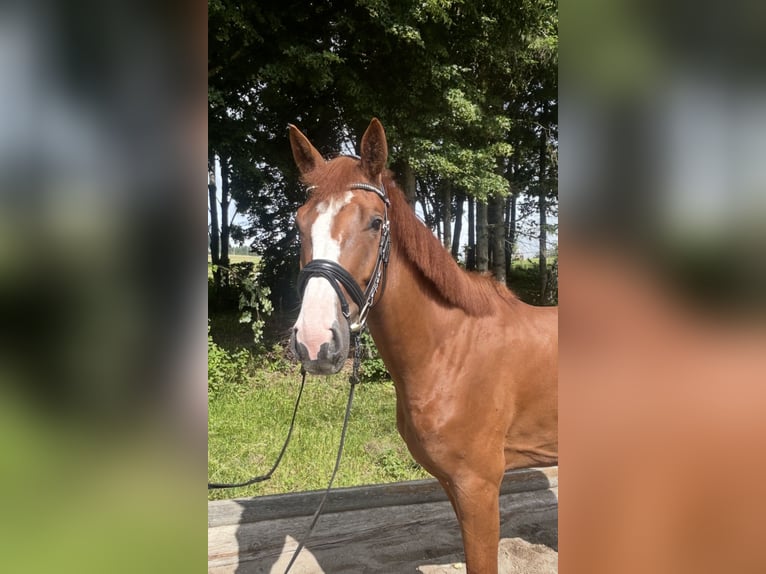 Caballo de deporte alemán Caballo castrado 5 años 167 cm Alazán in Pelmberg