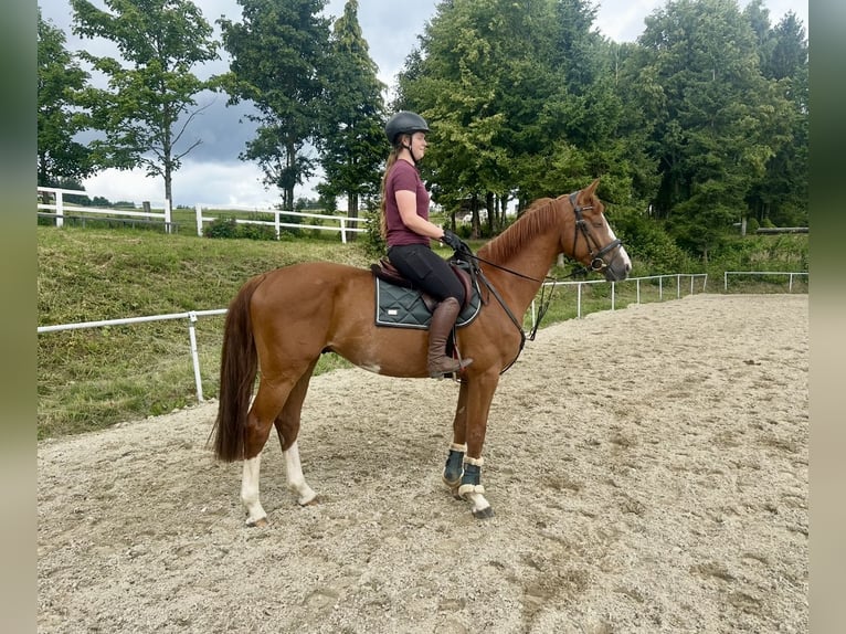Caballo de deporte alemán Caballo castrado 5 años 167 cm Alazán in Pelmberg