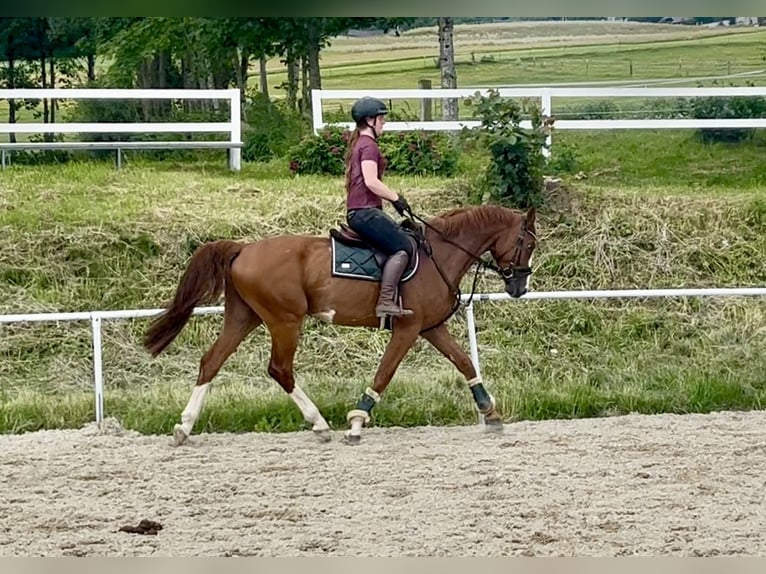 Caballo de deporte alemán Caballo castrado 5 años 167 cm Alazán in Pelmberg