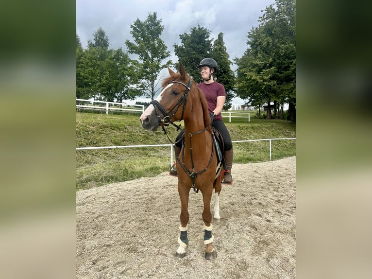 Caballo de deporte alemán Caballo castrado 5 años 167 cm Alazán in Pelmberg