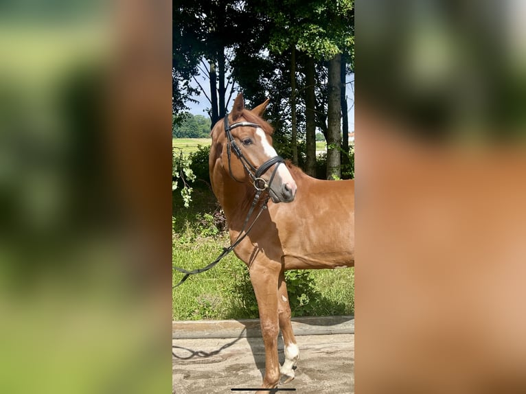 Caballo de deporte alemán Caballo castrado 5 años 167 cm Alazán in Pelmberg