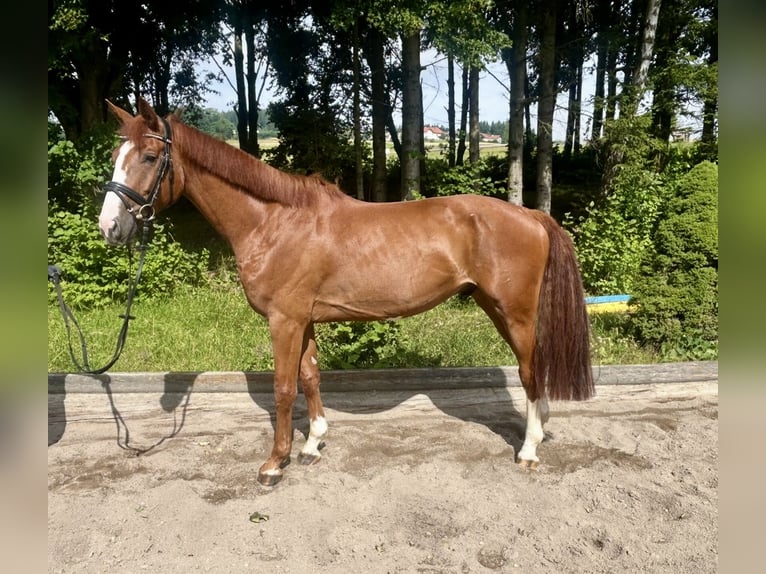 Caballo de deporte alemán Caballo castrado 5 años 167 cm Alazán in Pelmberg