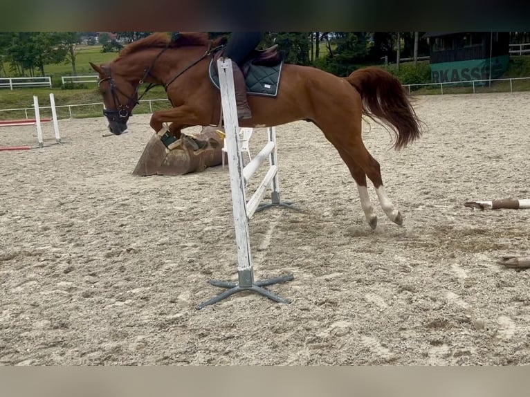 Caballo de deporte alemán Caballo castrado 5 años 167 cm Alazán in Pelmberg