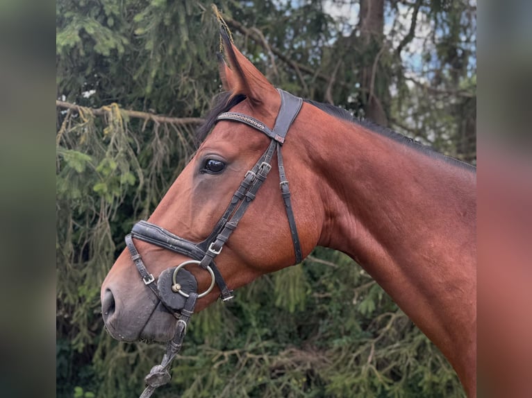 Caballo de deporte alemán Caballo castrado 5 años 167 cm Castaño in Aschersleben