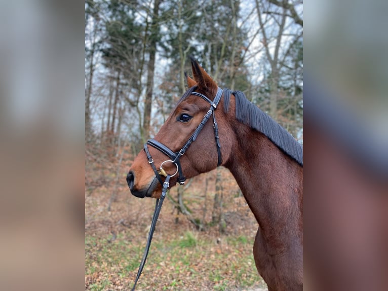 Caballo de deporte alemán Caballo castrado 5 años 167 cm Castaño in Gadow