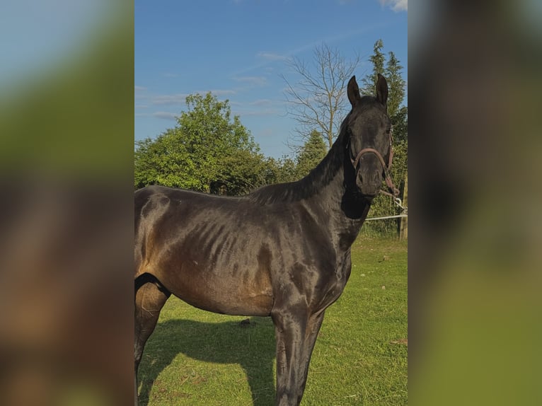 Caballo de deporte alemán Caballo castrado 5 años 167 cm Castaño oscuro in Gromadka