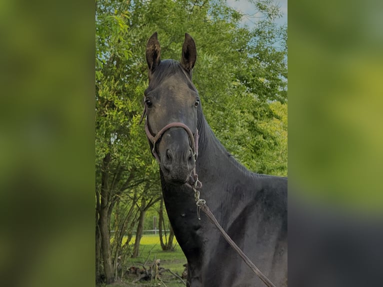 Caballo de deporte alemán Caballo castrado 5 años 167 cm Castaño oscuro in Gromadka