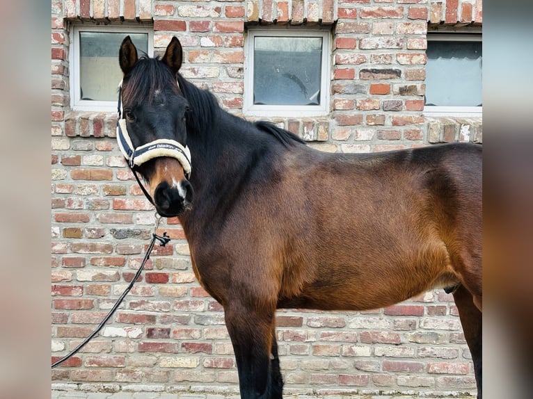 Caballo de deporte alemán Caballo castrado 5 años 167 cm Castaño oscuro in Grevenbroich