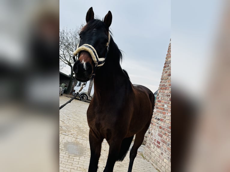 Caballo de deporte alemán Caballo castrado 5 años 167 cm Castaño oscuro in Grevenbroich