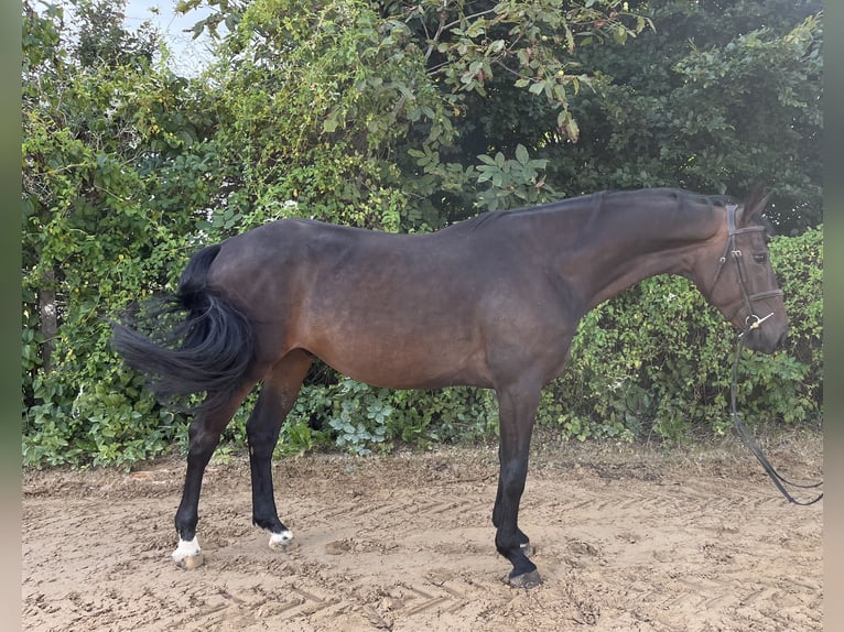 Caballo de deporte alemán Caballo castrado 5 años 167 cm Castaño oscuro in Gablingen