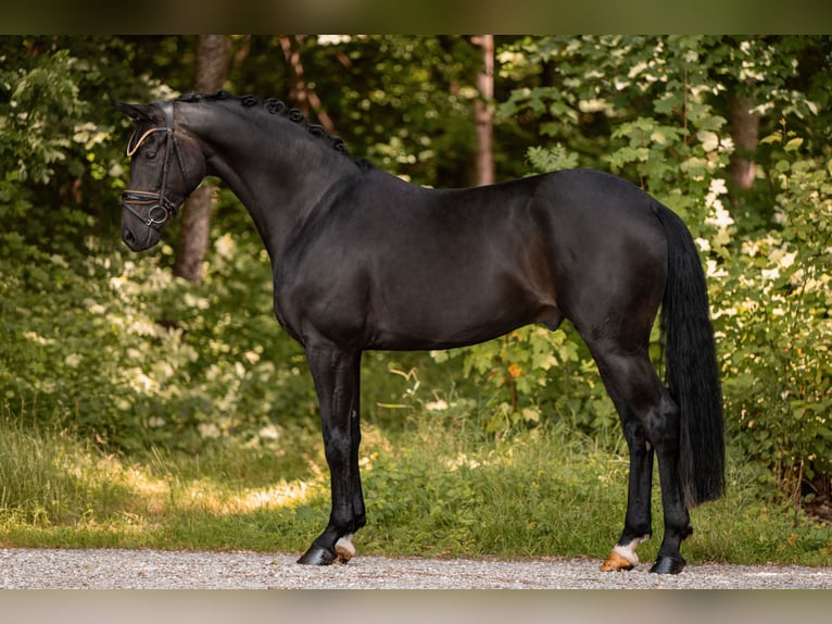 Caballo de deporte alemán Caballo castrado 5 años 167 cm Negro in Wehringen