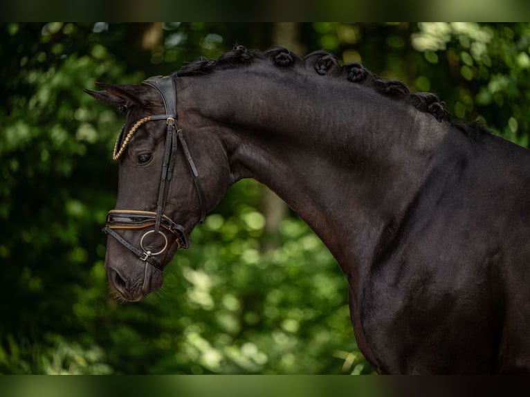 Caballo de deporte alemán Caballo castrado 5 años 167 cm Negro in Wehringen