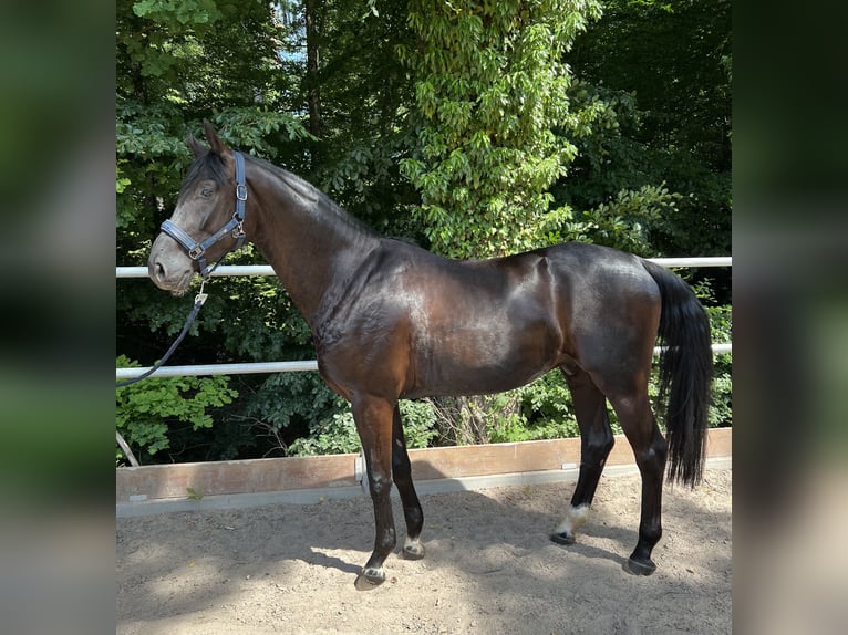 Caballo de deporte alemán Caballo castrado 5 años 167 cm Negro in Mainhardt