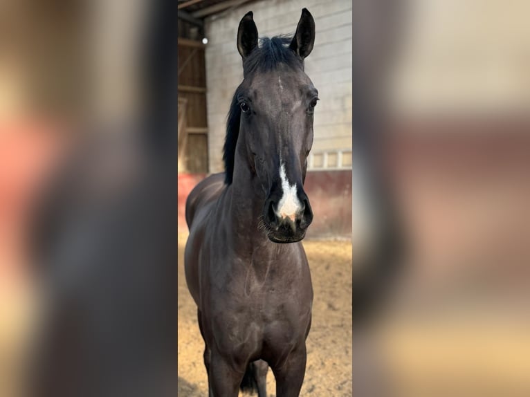 Caballo de deporte alemán Caballo castrado 5 años 167 cm Negro in Großostheim