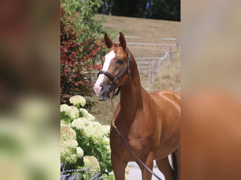 Caballo de deporte alemán Caballo castrado 5 años 168 cm Alazán in Erharting