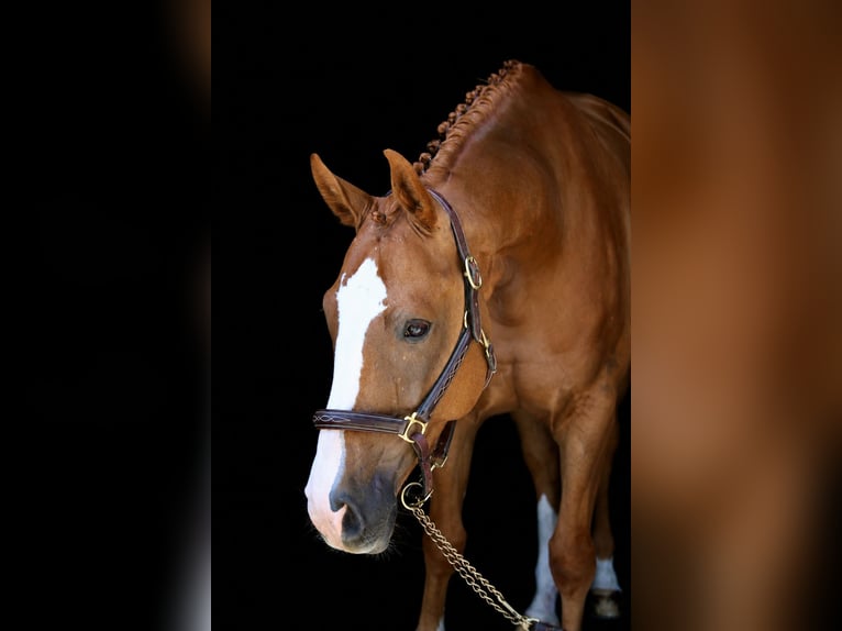 Caballo de deporte alemán Caballo castrado 5 años 168 cm Alazán in Erharting