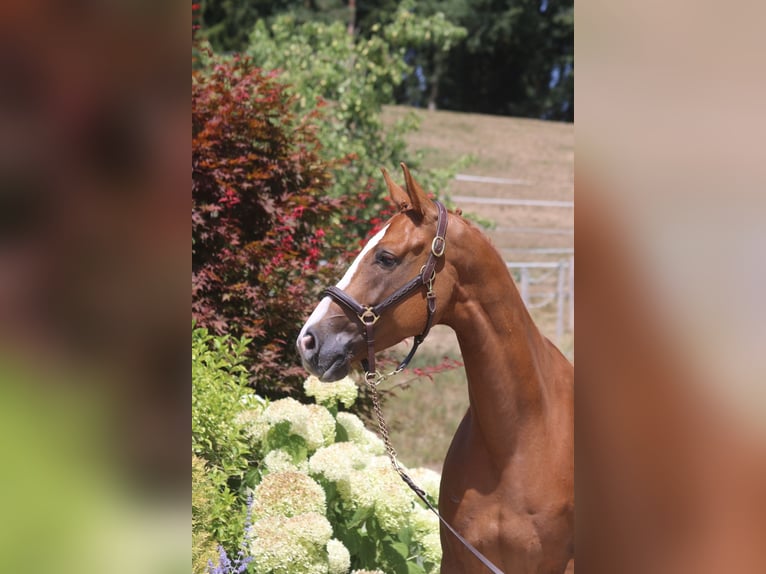 Caballo de deporte alemán Caballo castrado 5 años 168 cm Alazán in Erharting