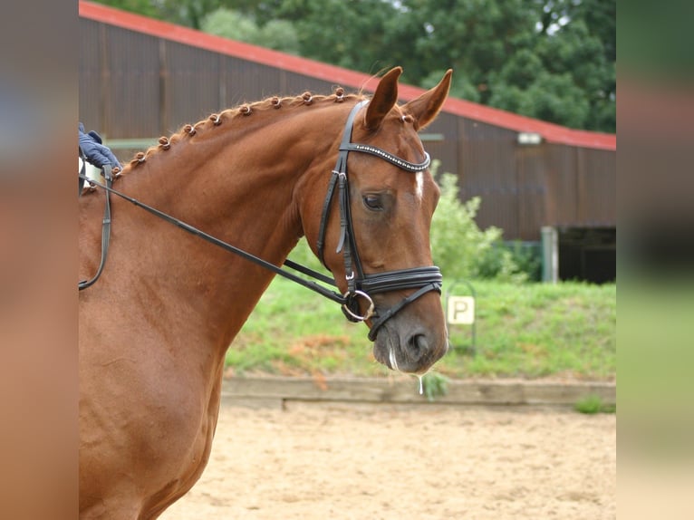 Caballo de deporte alemán Caballo castrado 5 años 168 cm Alazán in Farsleben