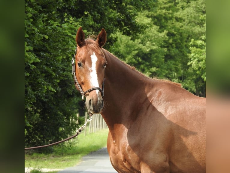Caballo de deporte alemán Caballo castrado 5 años 168 cm Alazán in Verl