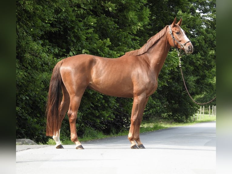 Caballo de deporte alemán Caballo castrado 5 años 168 cm Alazán in Verl