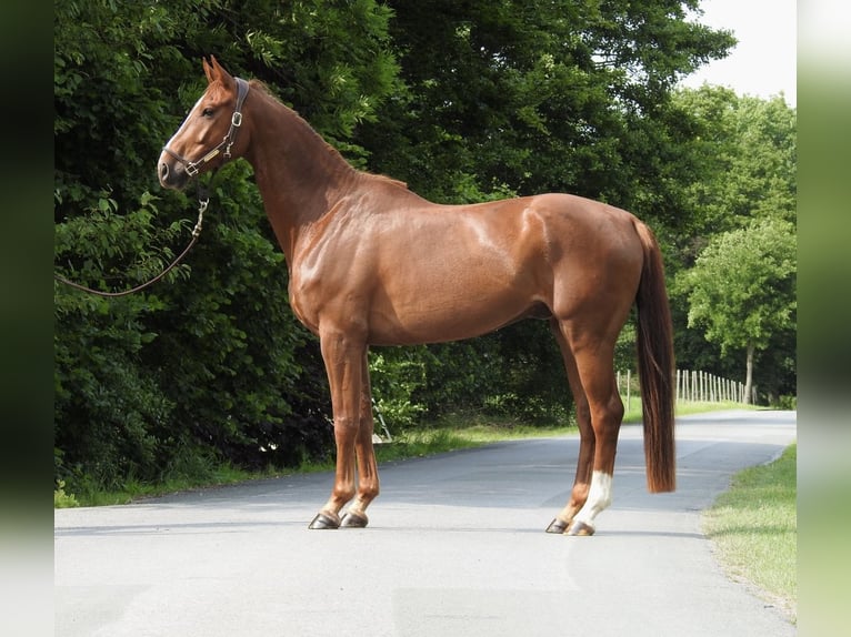 Caballo de deporte alemán Caballo castrado 5 años 168 cm Alazán in Verl