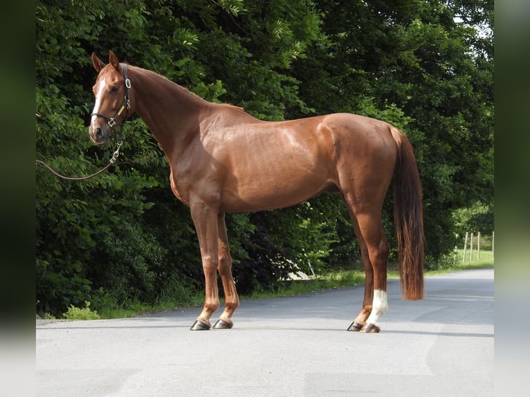 Caballo de deporte alemán Caballo castrado 5 años 168 cm Alazán in Verl