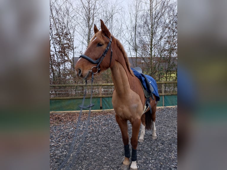 Caballo de deporte alemán Caballo castrado 5 años 168 cm Alazán in Weinheim