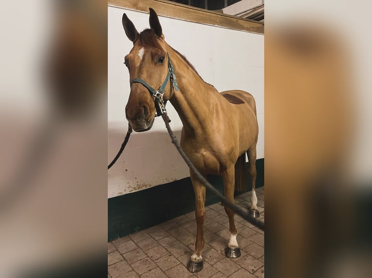 Caballo de deporte alemán Caballo castrado 5 años 168 cm Alazán in Neuried