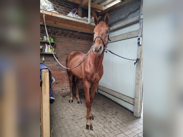 Caballo de deporte alemán Caballo castrado 5 años 168 cm Alazán in Redefin