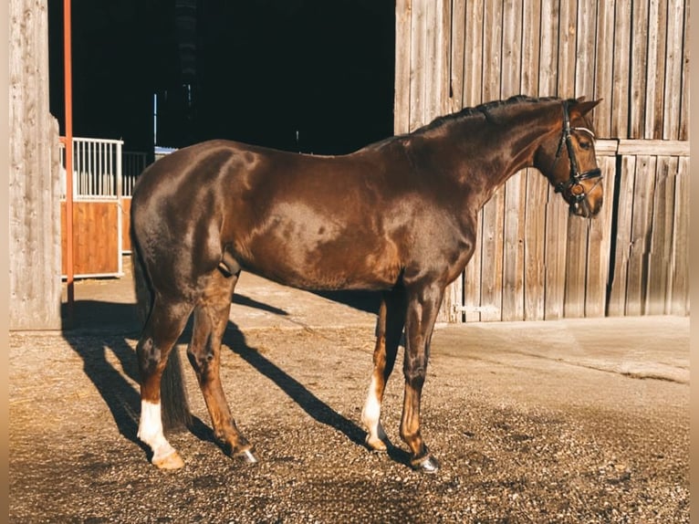 Caballo de deporte alemán Caballo castrado 5 años 168 cm Alazán-tostado in Rochau