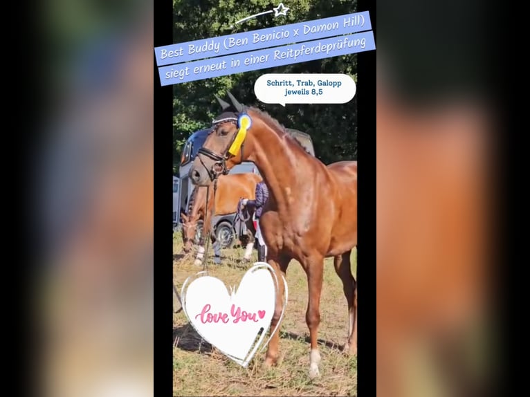 Caballo de deporte alemán Caballo castrado 5 años 168 cm Alazán-tostado in Rochau