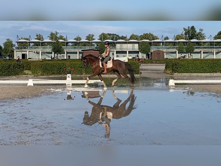 Caballo de deporte alemán Caballo castrado 5 años 168 cm Alazán-tostado in Rochau