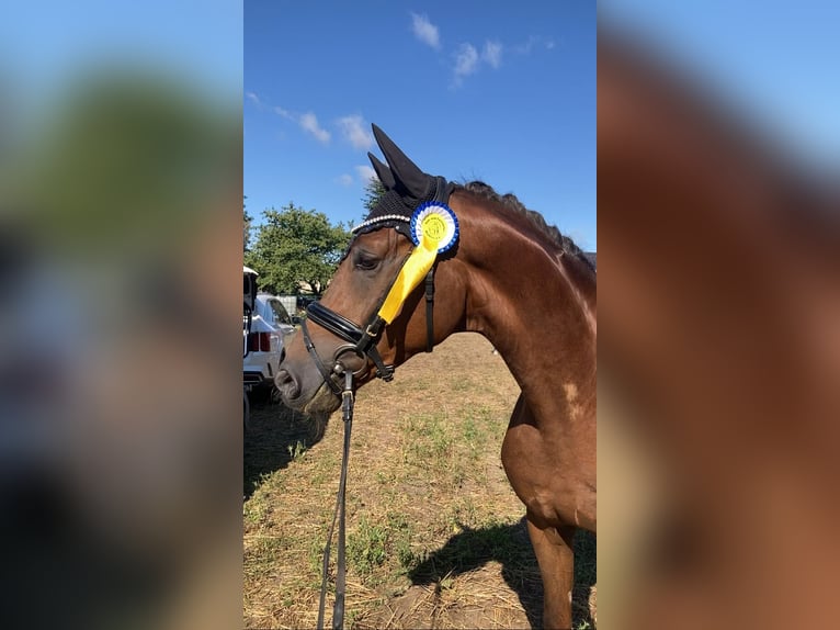 Caballo de deporte alemán Caballo castrado 5 años 168 cm Alazán-tostado in Rochau