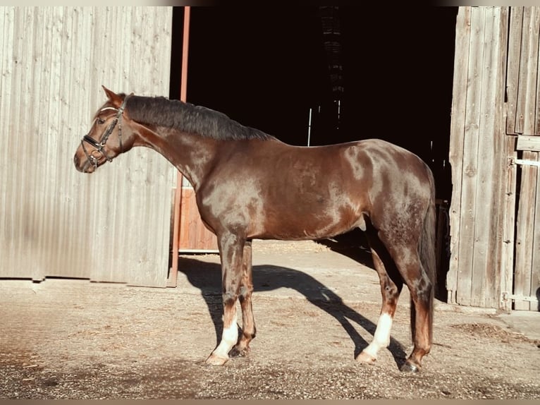 Caballo de deporte alemán Caballo castrado 5 años 168 cm Alazán-tostado in Rochau