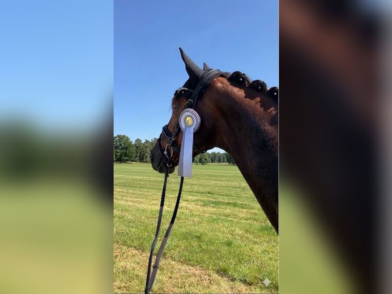 Caballo de deporte alemán Caballo castrado 5 años 168 cm Alazán-tostado in Rochau