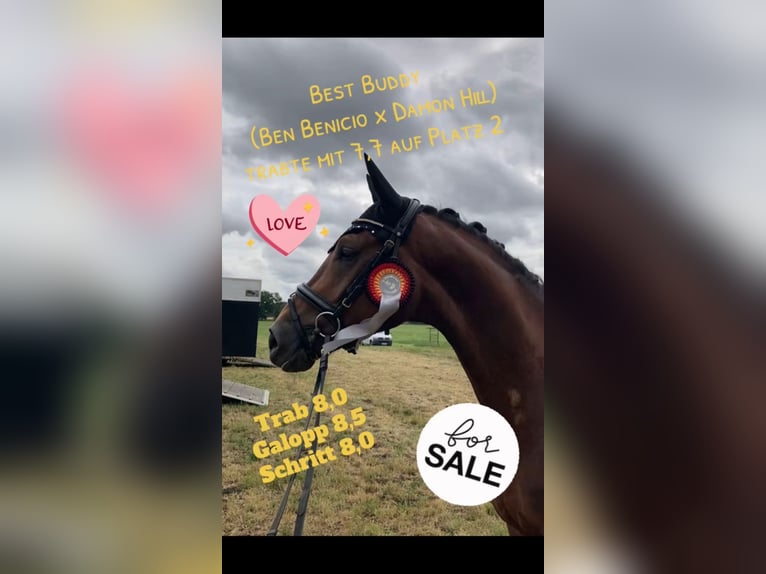 Caballo de deporte alemán Caballo castrado 5 años 168 cm Alazán-tostado in Rochau