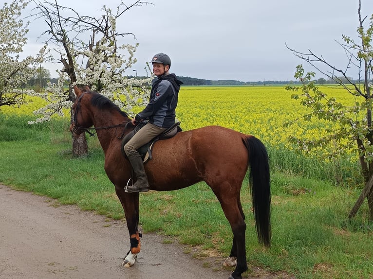 Caballo de deporte alemán Caballo castrado 5 años 168 cm Castaño in Sonnewalde